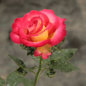 Rosa  Dick Clark - żółto - czerwony  - róże rabatowe grandiflora - floribunda